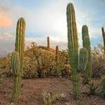 Desert Botanical Garden