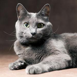 "Convince Jamie to let Katie get a cat" fund