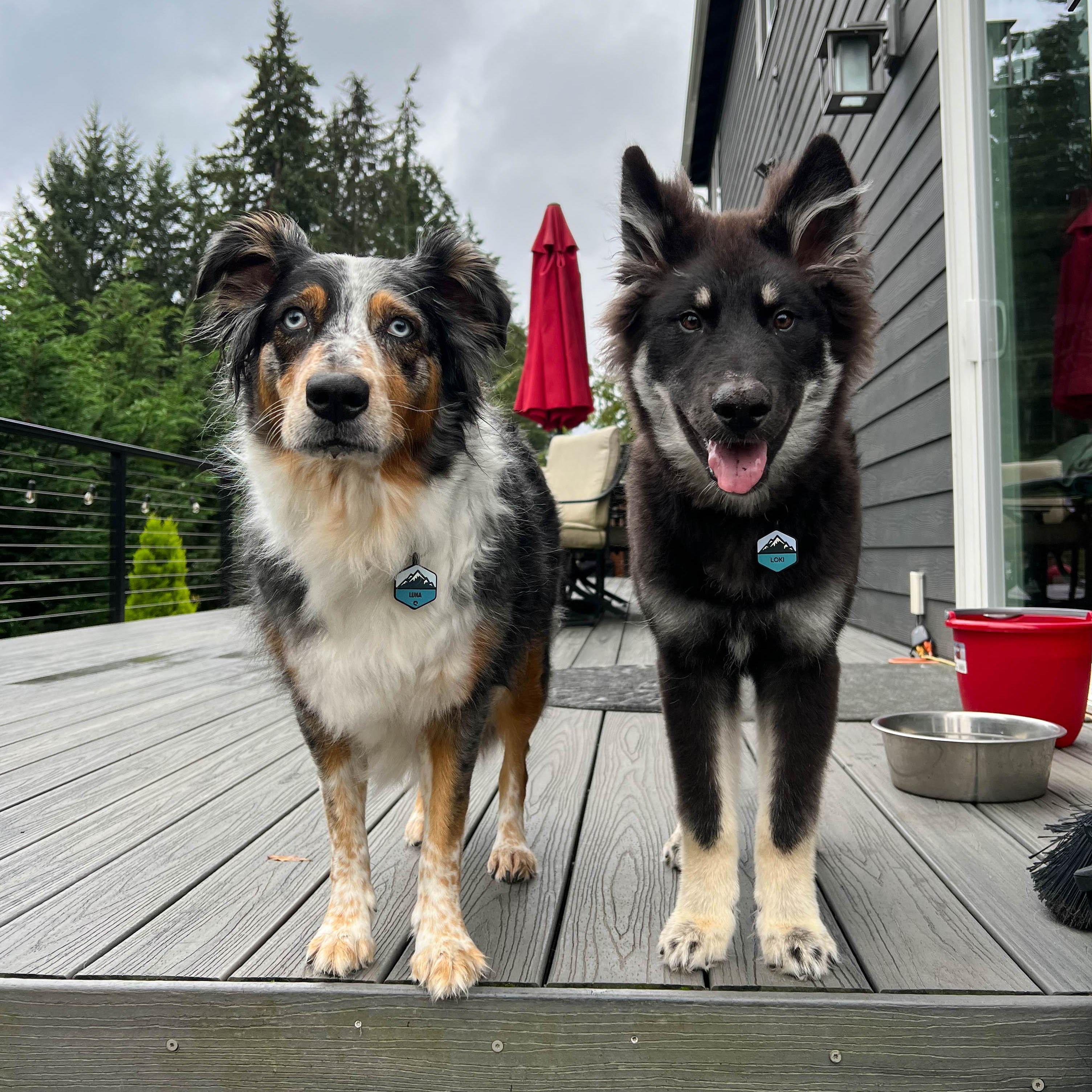 Luna and Loki