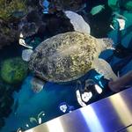 New England Aquarium