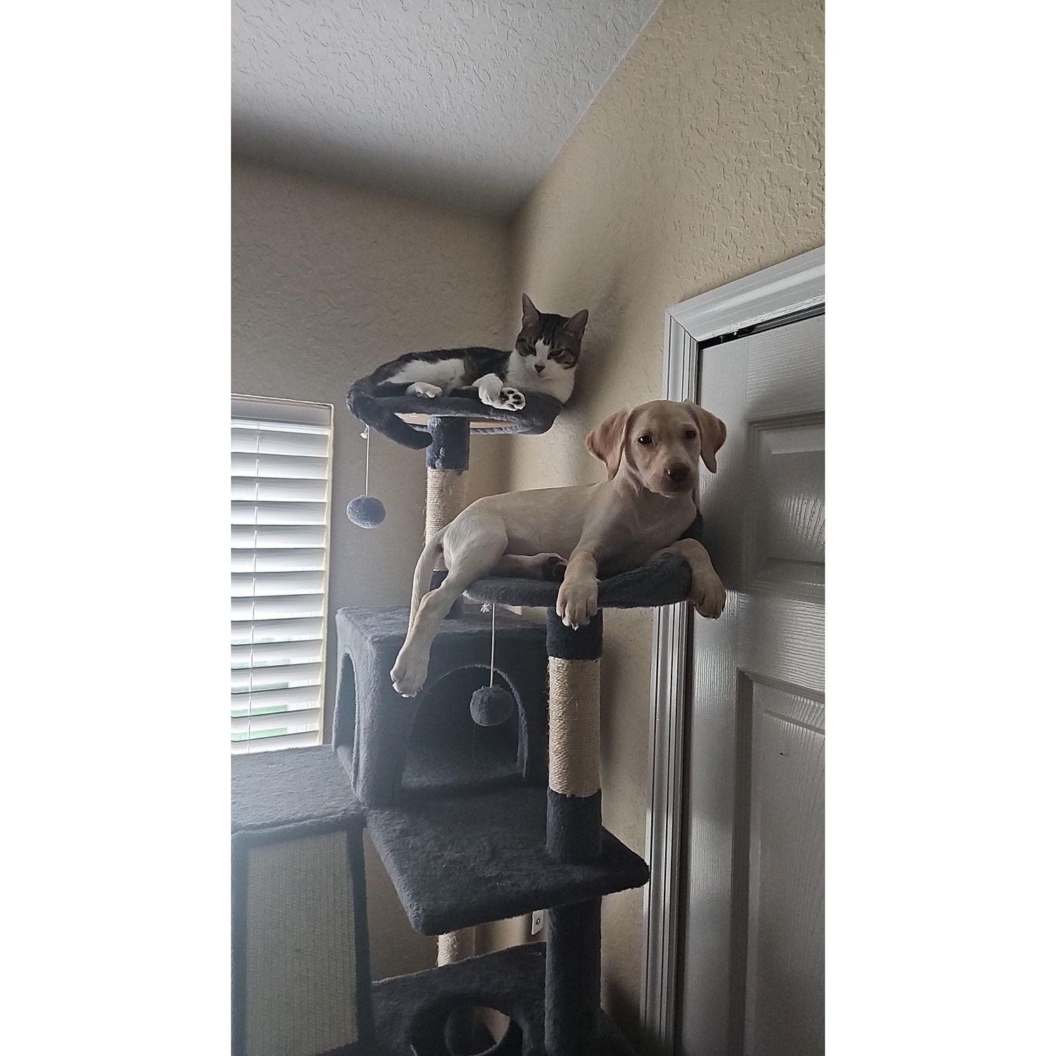 She's a cat at heart