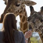 Phoenix Zoo