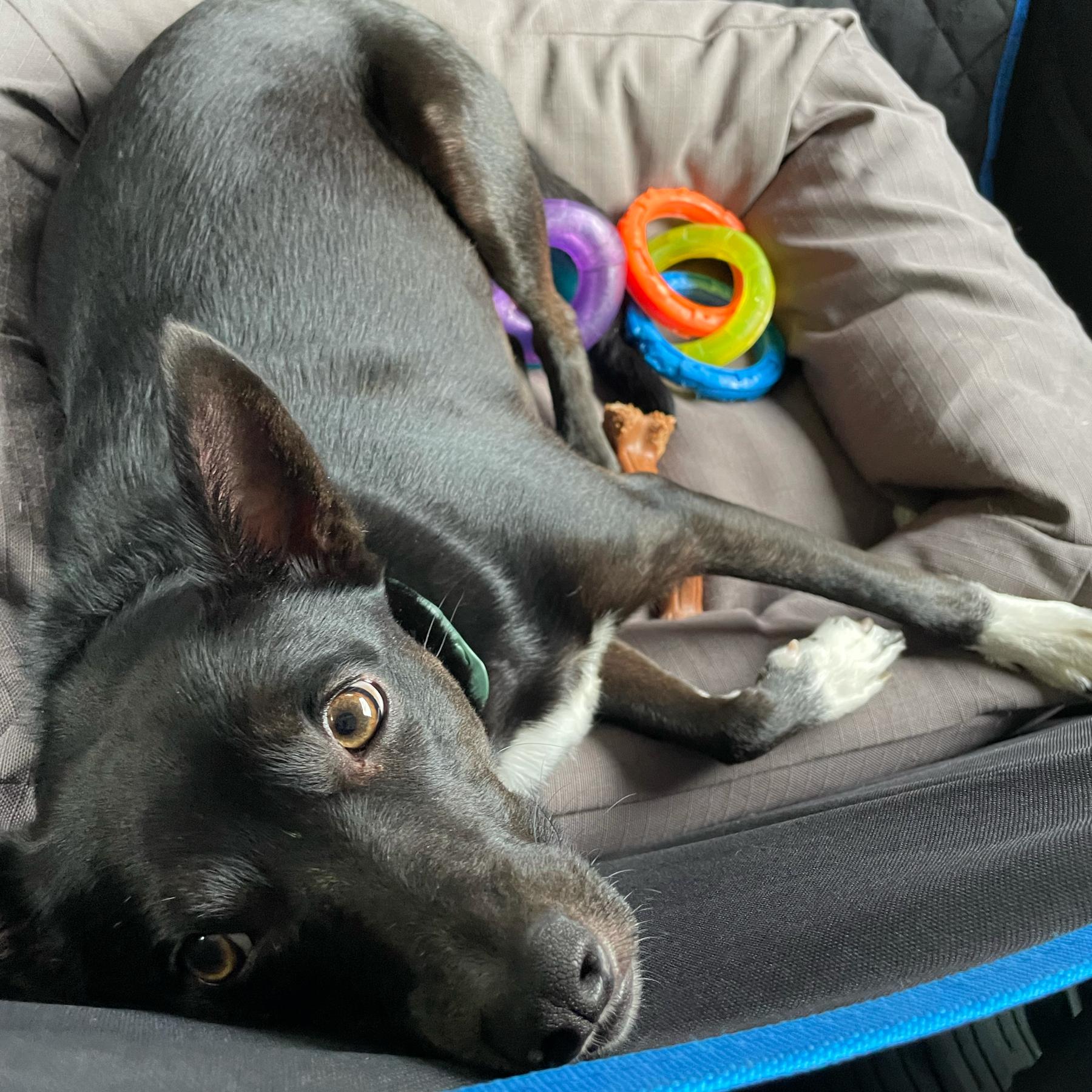 Boarding for Ollie During Our Honeymoon