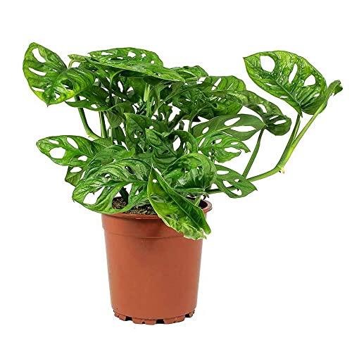 AMERICAN PLANT EXCHANGE Monstera Adansonii Swiss Cheese Live Plant, 6" Pot, Indoor Air Purifier