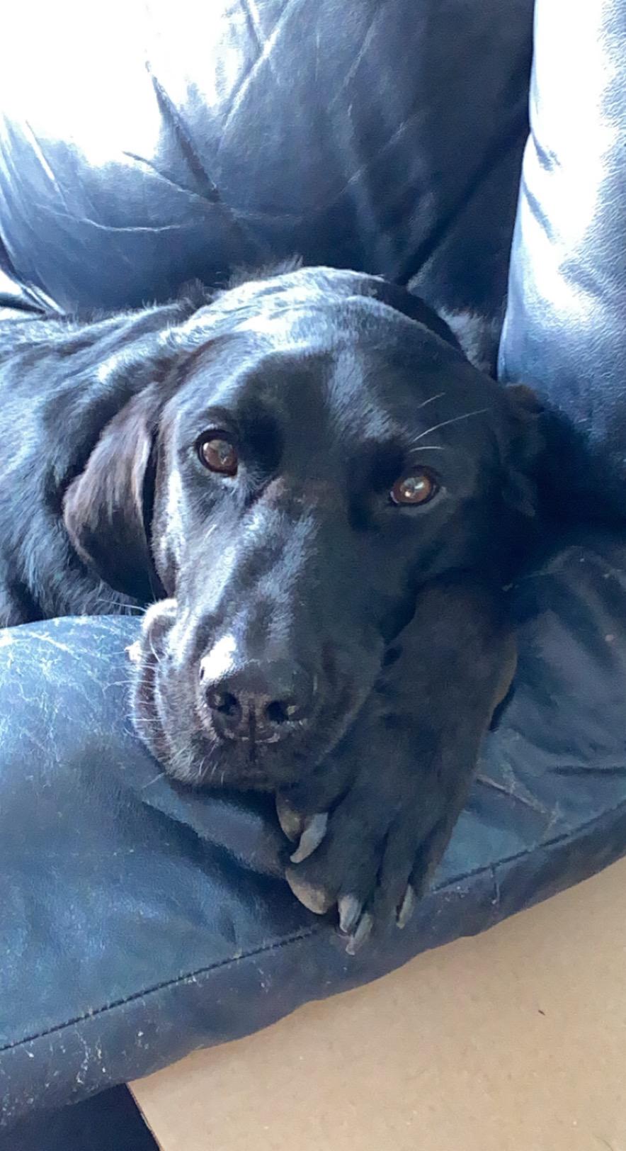 Our very handsome, Traveler, TBoneT