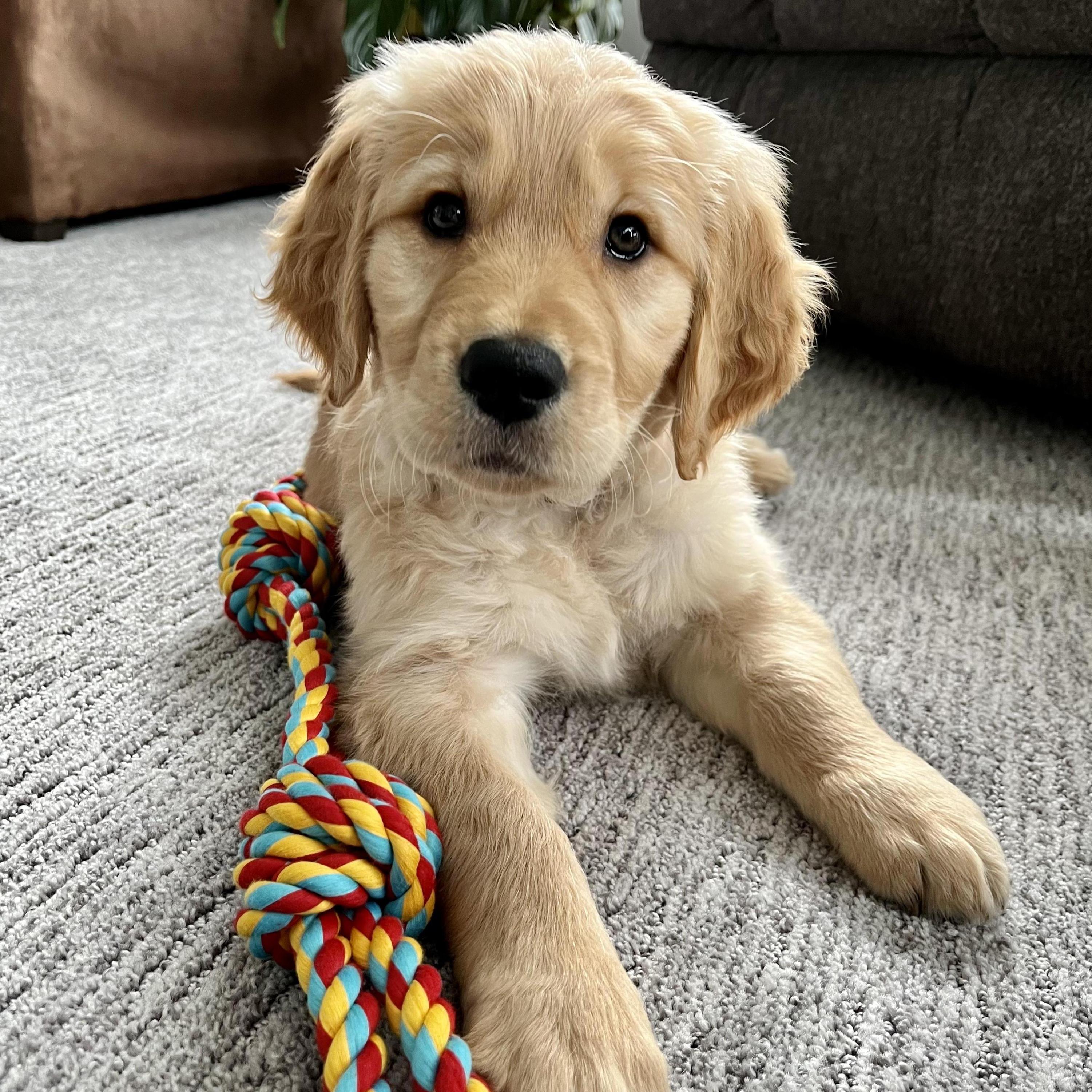 Our new little pup, Rosie (Feb. 2022)