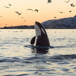 Tromsø Whale and Orca Safari