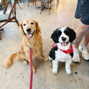 Ron & Harry Treats Fund