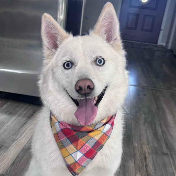 Pennies For Pet Toys