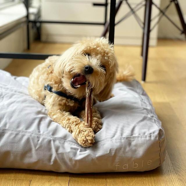 Fable Bed - XS/S - Mineral Grey