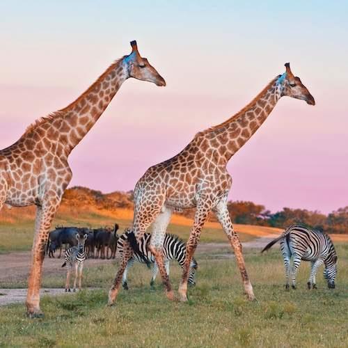 Honeymoon in South Africa