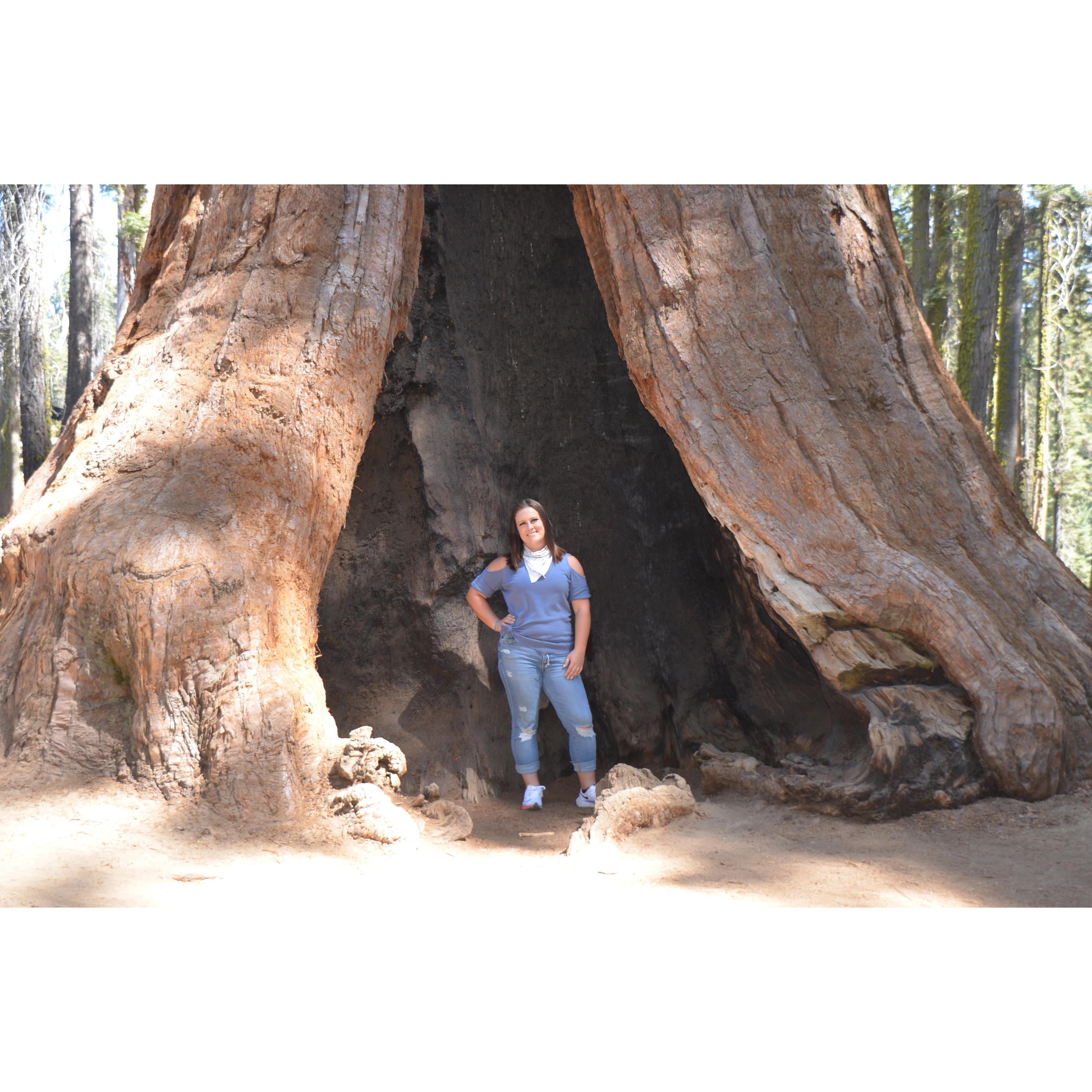 Me in front of a giant tree in Sequoia National Park an hour before he proposed!