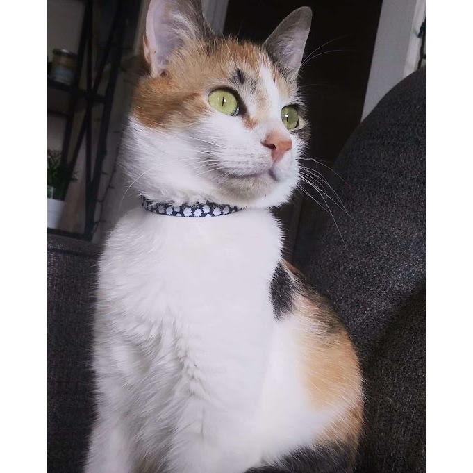 Veda!