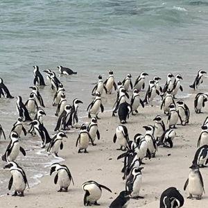Pinguin Tour - South Africa