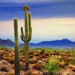 McDowell Mountain Regional Park