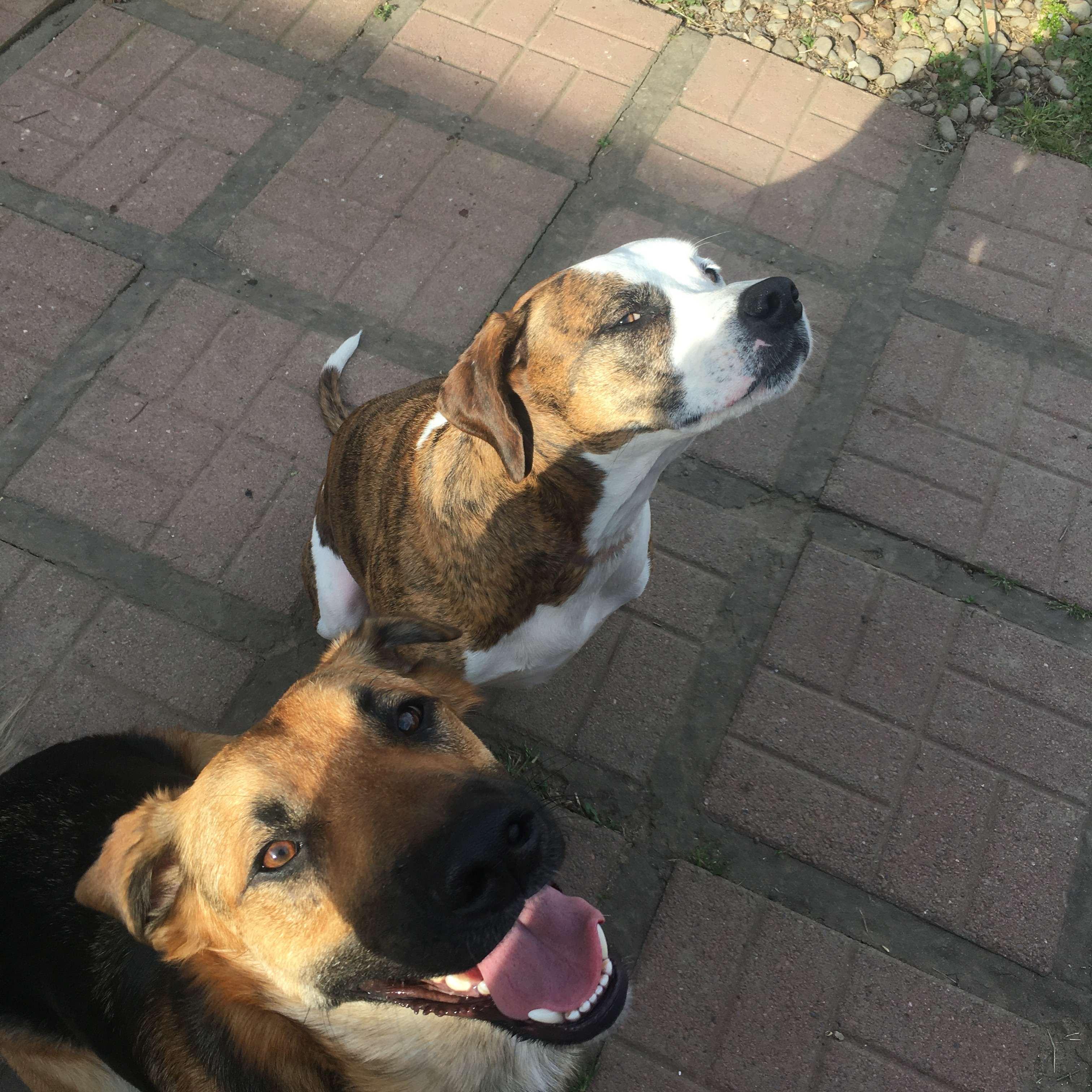 Obi and Roam, our #2 and #4 fur babies