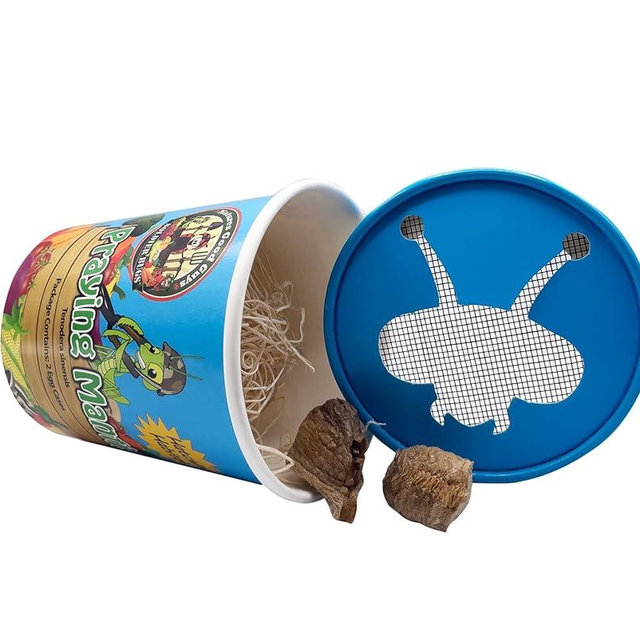 Praying Mantis Egg Case With Hatching Habitat Cup- 2 Praying Mantids Egg Cases