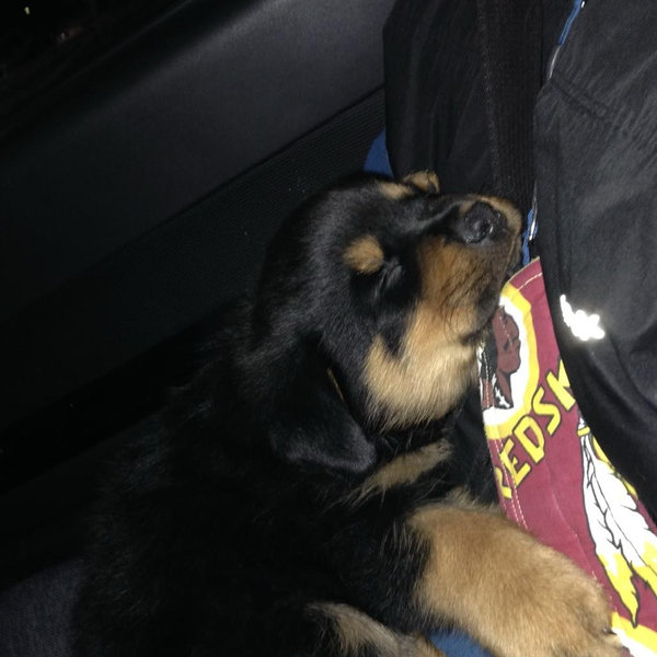 Our New Rottie Pup
