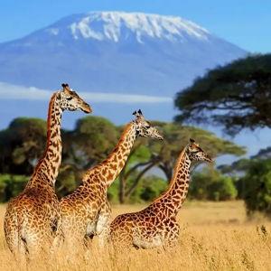Honeymoon Safari Fund