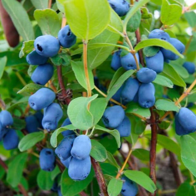 30 Sweet Honeysuckle Seeds for Planting - Lonicera caerulea