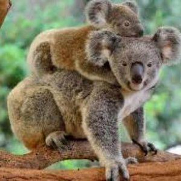 Lone Pine Koala Sanctuary Admission for 2