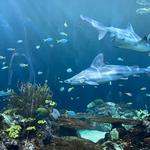 Shedd Aquarium
