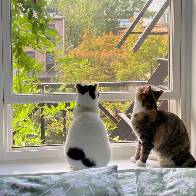 Cat Sitting on Our Honeymoon