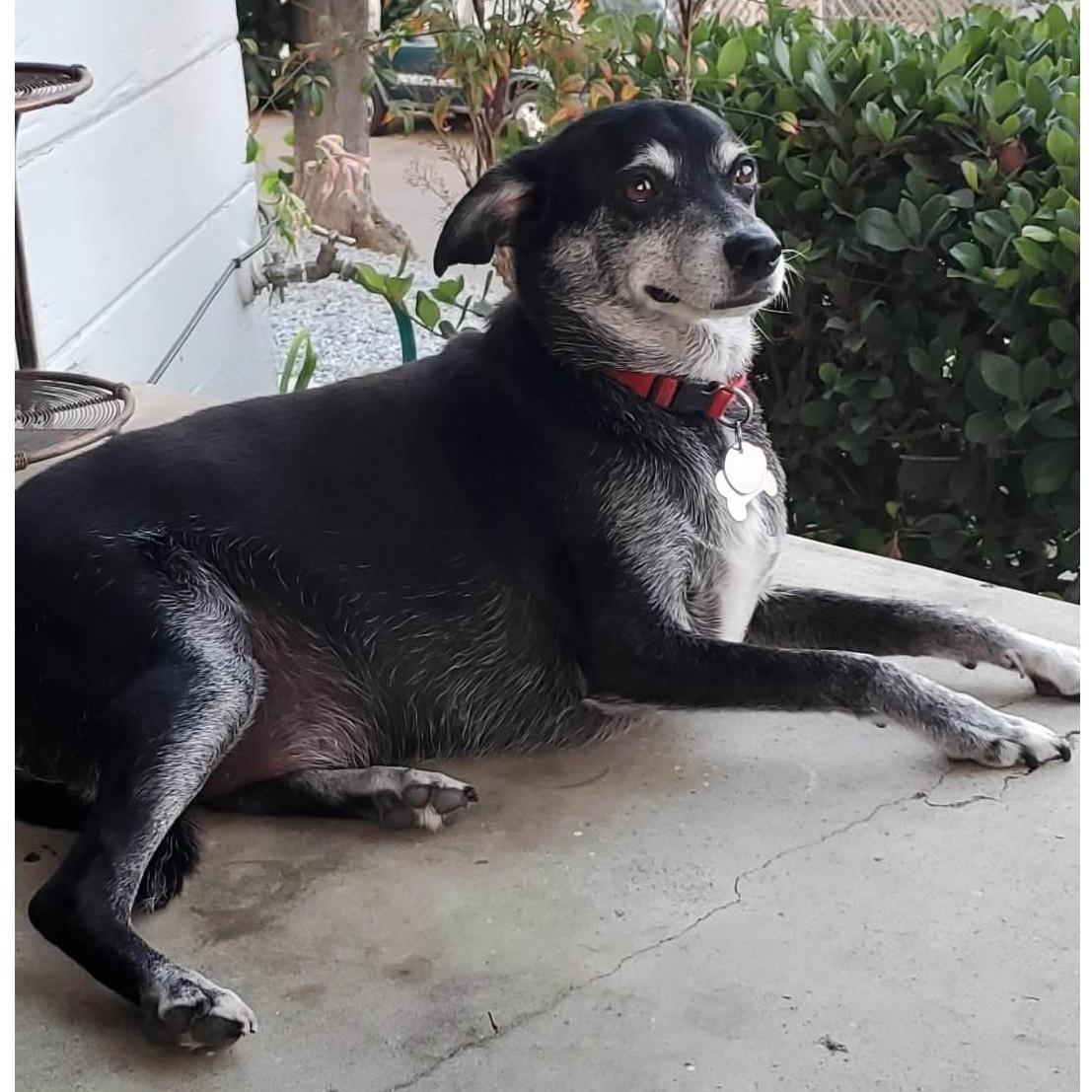 We can't forget our pooch.... Apache!