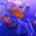The Maritime Aquarium at Norwalk
