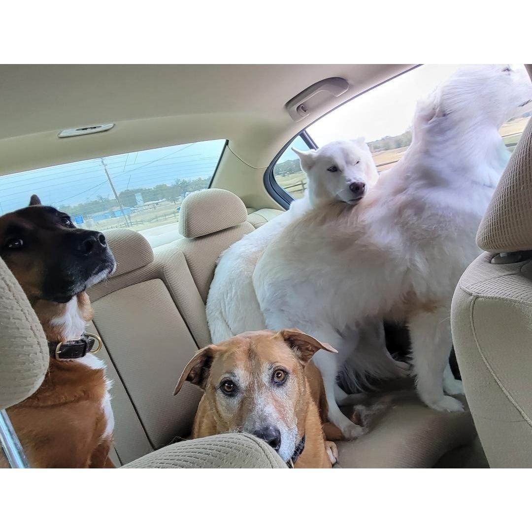 Road Trip time with all 4 dogs!