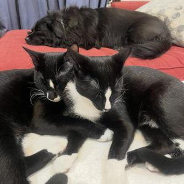 Pet Care! while we honeymoon