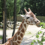 Southwick's Zoo
