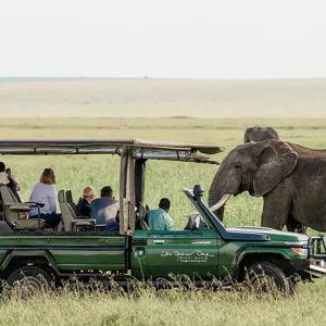 African Safari