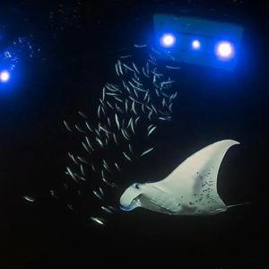 Manta Dive
