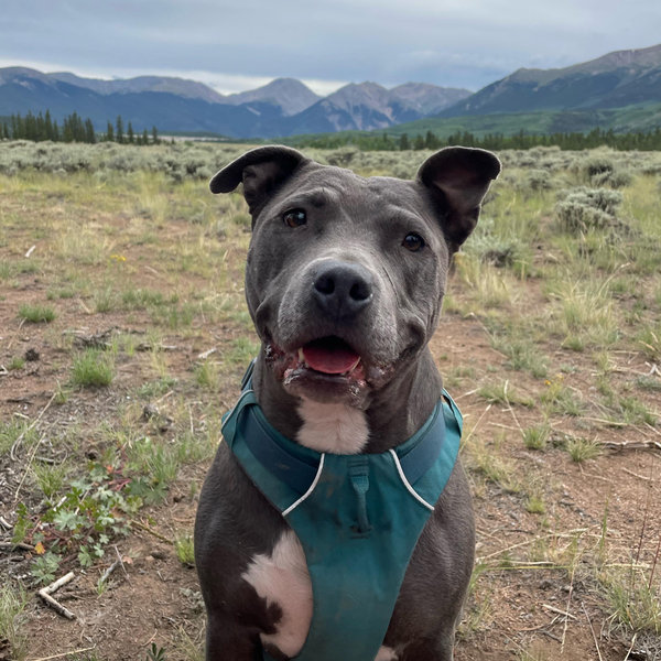 Dog Sitting for Our Honeymoon