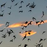 Congress Avenue Bridge Bats