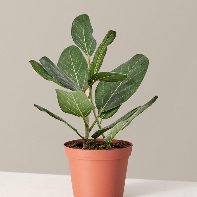 Ficus Audrey
