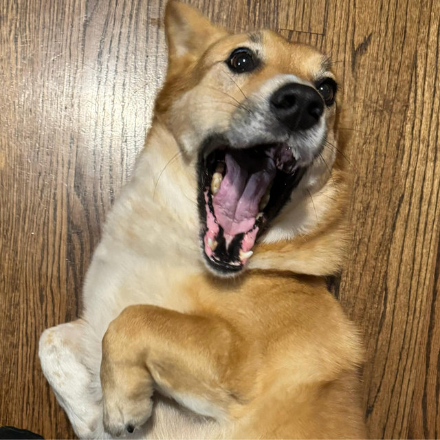 Dog Sitter For A Weekend Away