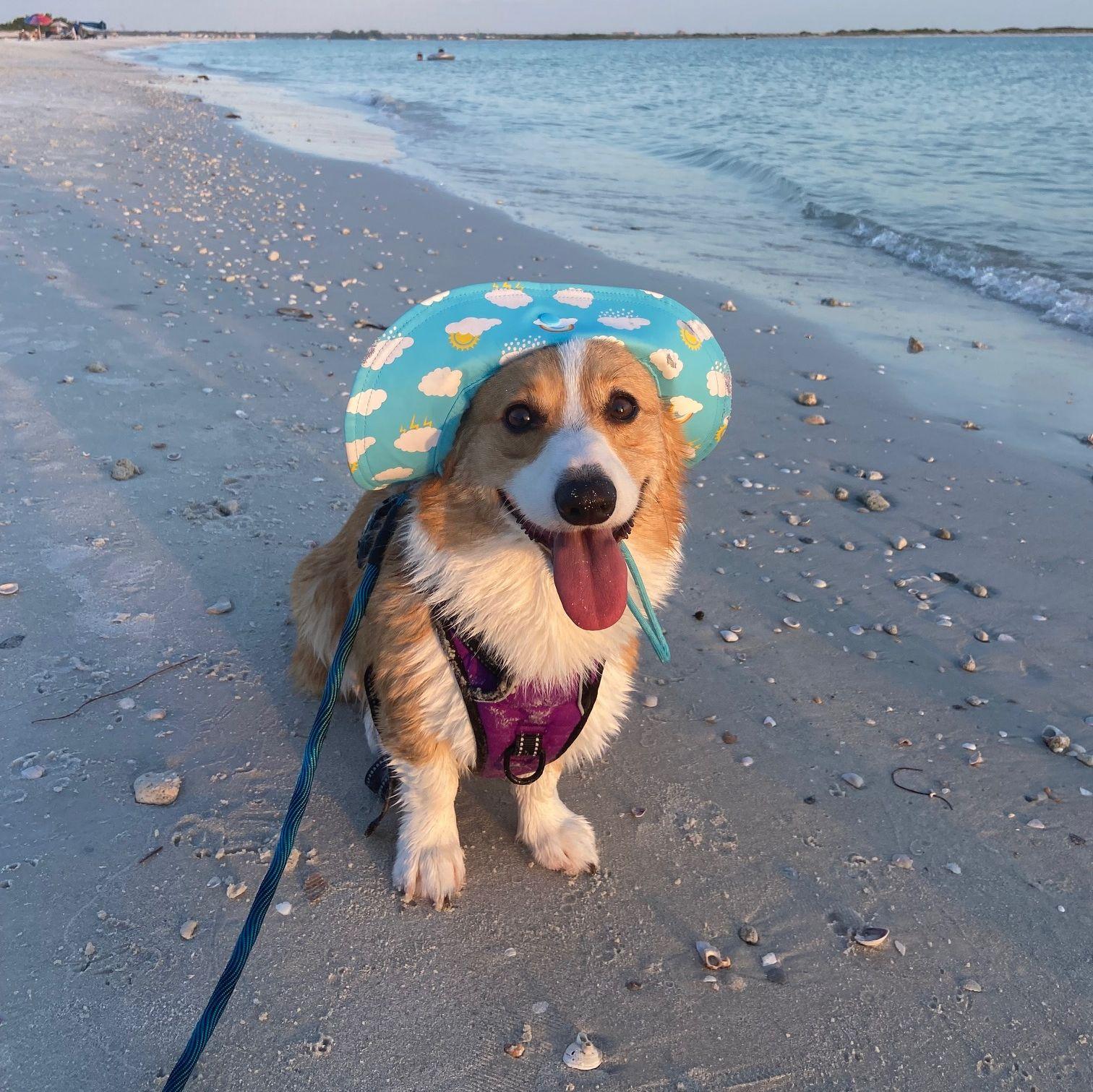 We love taking the pups to the beach, this is one of our favorites of Phoebe