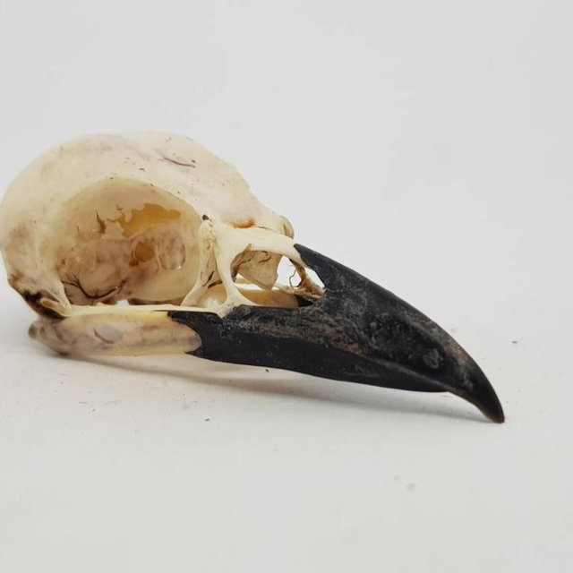 Real Crow skull Magpie skull Pica pica taxidermy bird macabre gothic curiosity Wicca arts craft weird oddities