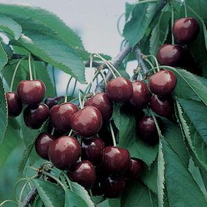 BlackGold Standard Cherry Tree