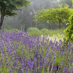 Cape Cod Lavender Farm