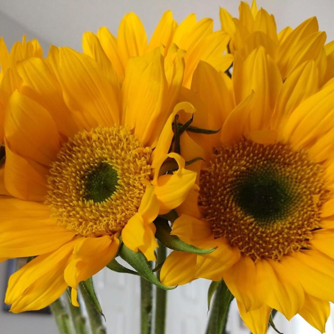 Steve knows how much I love sunflowers!