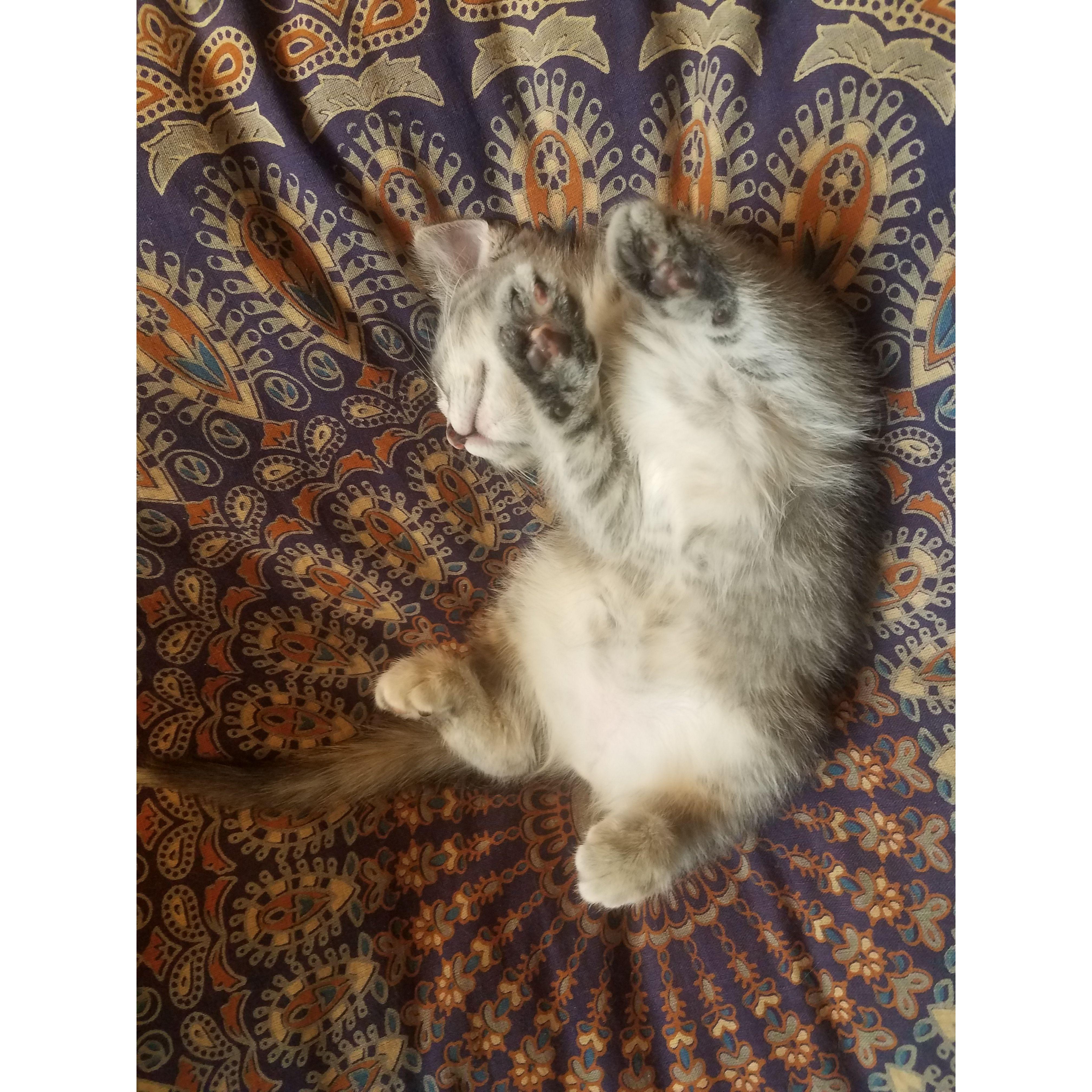Little toe beans!
