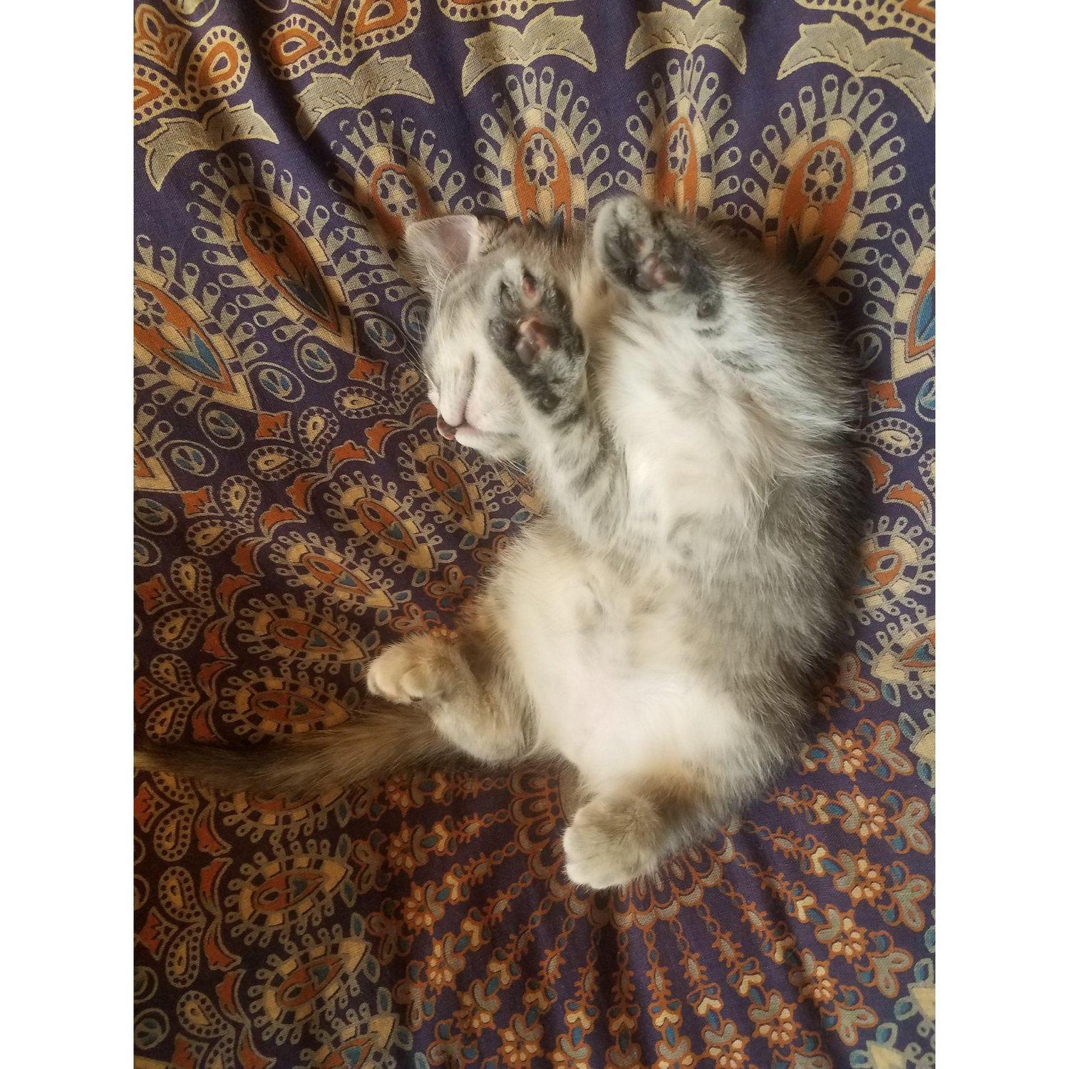 Little toe beans!