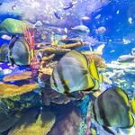 Ripley's Aquarium of Canada