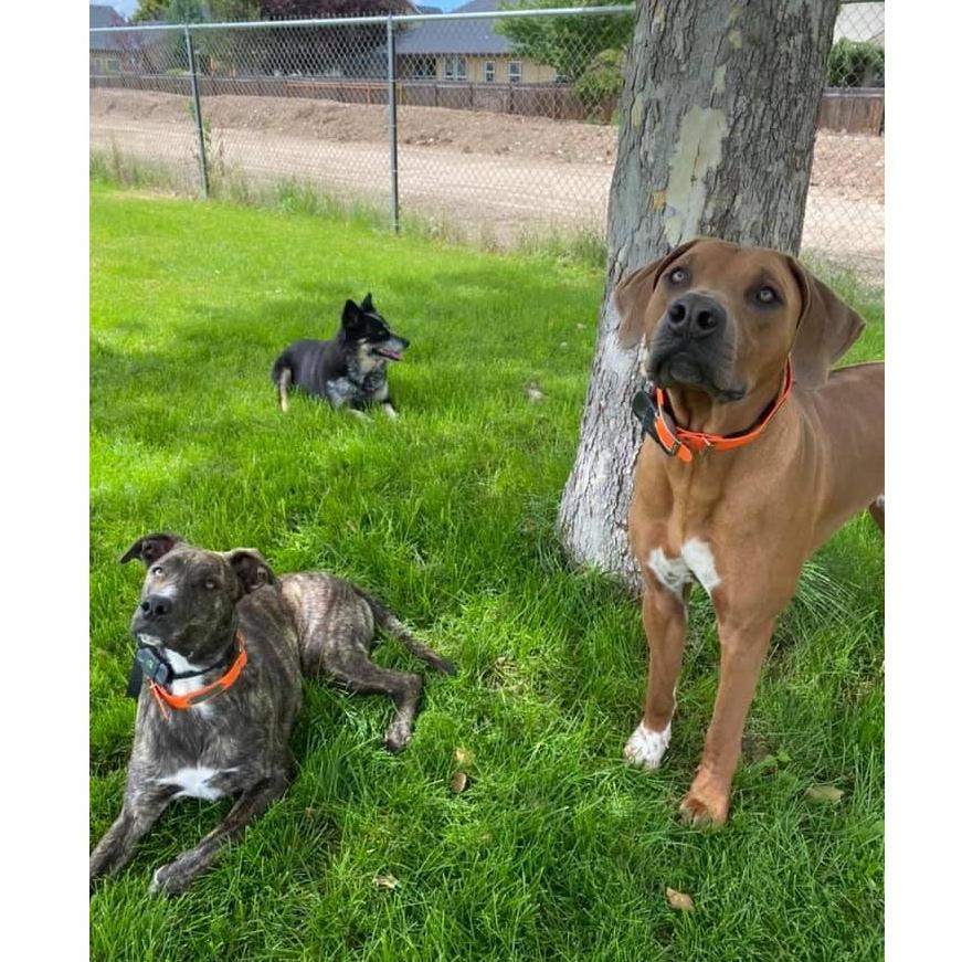 We can't forget our fur children!