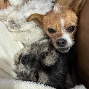 Spoil Clem & Pepper