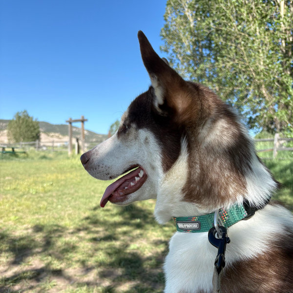 Pet Sitter For Our Honeymoon