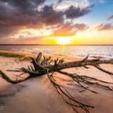 Carolina Beach State Park